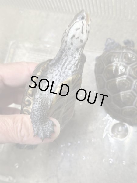 画像2: ダイヤモンドバックテラピン　カロリナコンセントリック雄 (2)