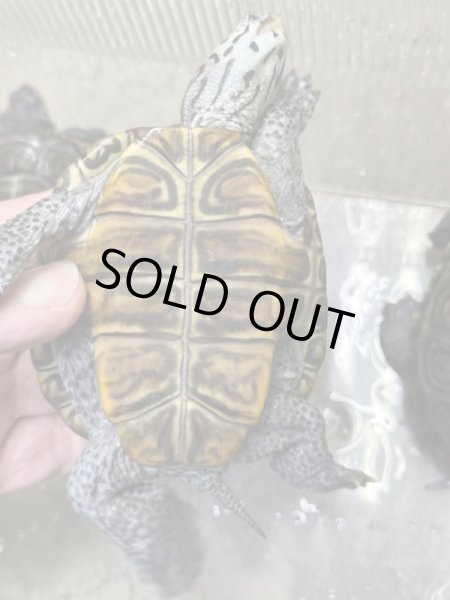 画像4: ダイヤモンドバックテラピン　カロリナコンセントリック雄 (4)