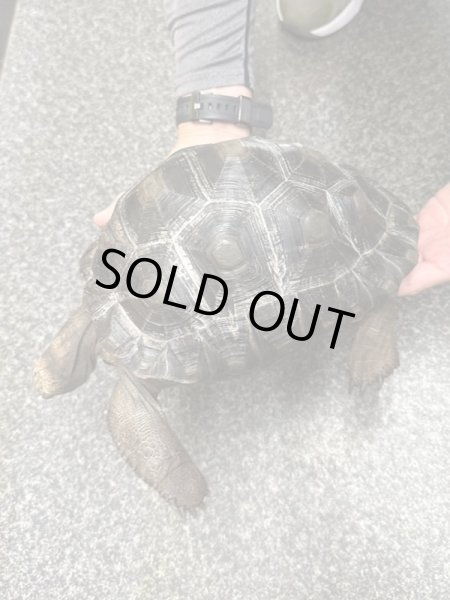 画像2: アルダブラゾウガメ　モーリシャスCB (2)