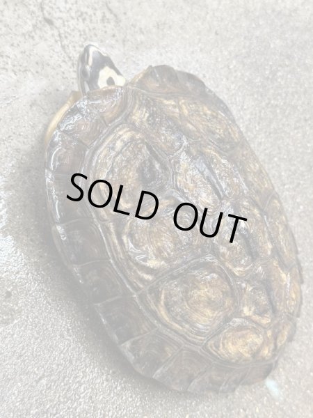 画像4: カンムリヤマガメ　長期飼いこみWC (4)