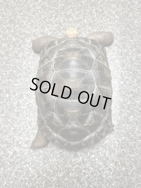 画像5: アルダブラゾウガメ　モーリシャスCB (5)