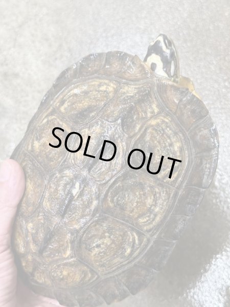 画像2: カンムリヤマガメ　長期飼いこみWC (2)