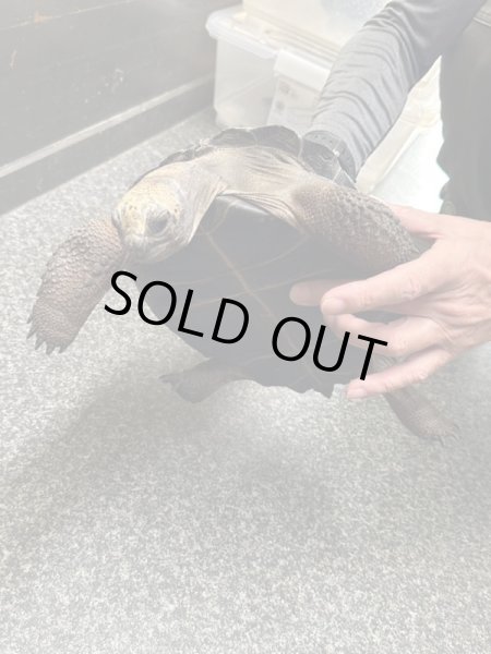 画像4: アルダブラゾウガメ　モーリシャスCB (4)