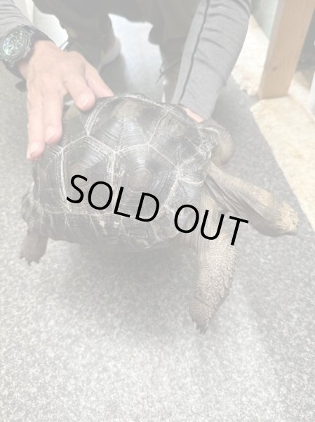 画像3: アルダブラゾウガメ　モーリシャスCB (3)