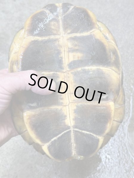 画像3: カンムリヤマガメ　長期飼いこみWC (3)