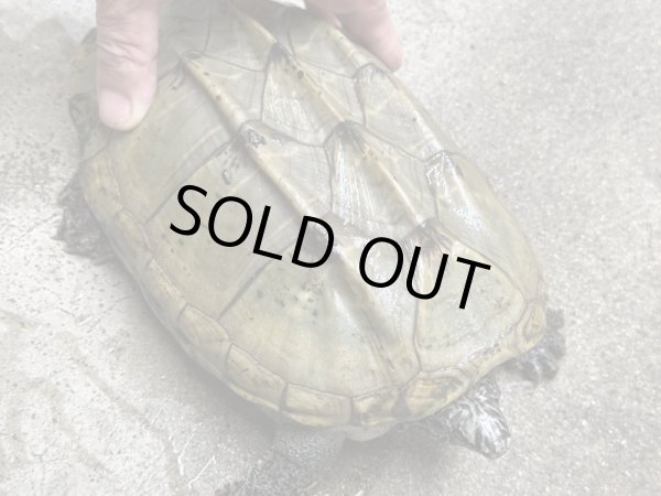 画像2: ジャイアントマスクタートル甲長22cm雌 (2)