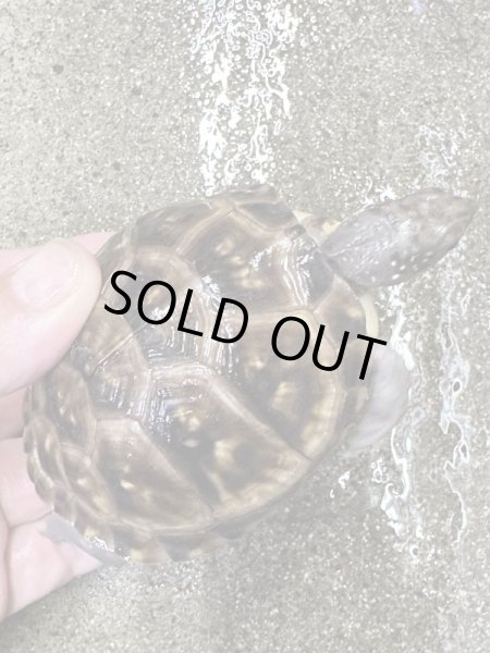 画像2: ミツユビハコガメ2022国内CB (2)