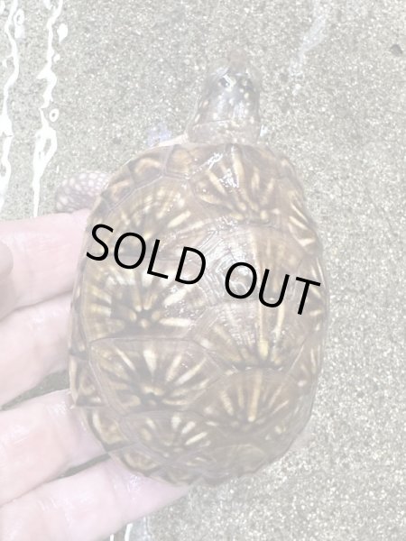 画像5: ミツユビハコガメ2022国内CB (5)