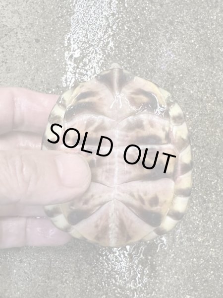 画像3: ミツユビハコガメ2022国内CB (3)