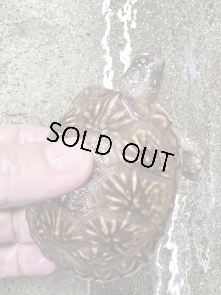 画像4: ミツユビハコガメ2022国内CB (4)