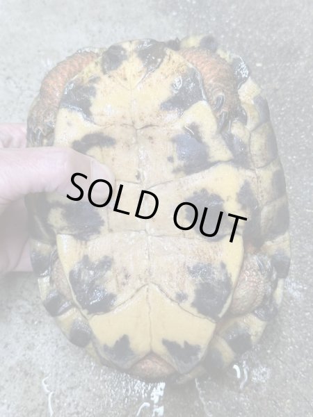 画像3: モリイシガメ アダルト雄(2015CB) (3)