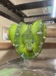 画像3: エメラルドツリーボア　ガイアナ(ペアOK) (3)