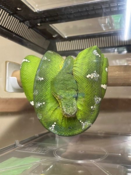 画像3: エメラルドツリーボア　ガイアナ(ペアOK) (3)