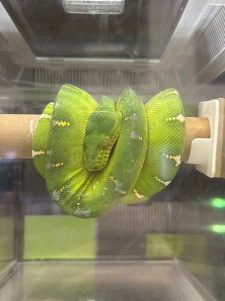 画像2: エメラルドツリーボア　ガイアナ(ペアOK) (2)