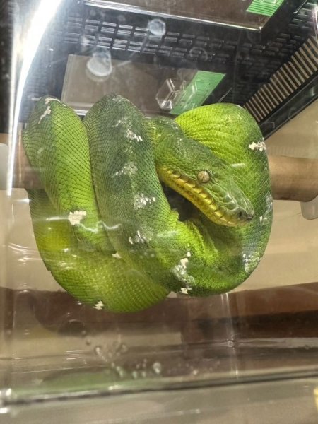 画像4: エメラルドツリーボア　ガイアナ(ペアOK) (4)