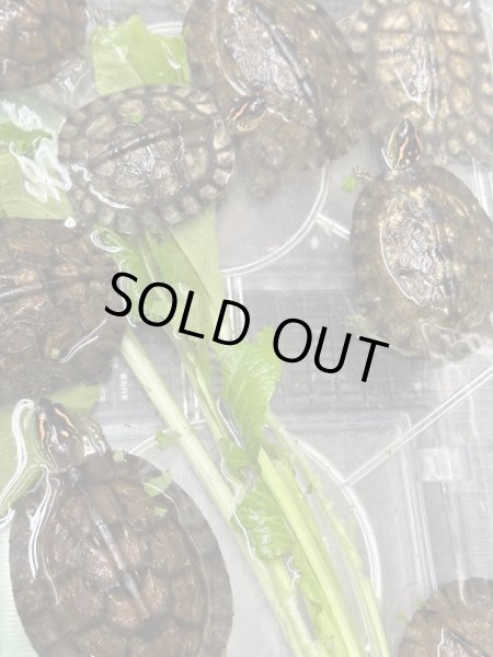 画像2: アシポチヤマガメ (2)