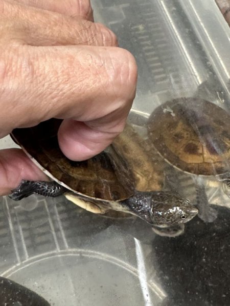 画像3: ギバタートル (3)