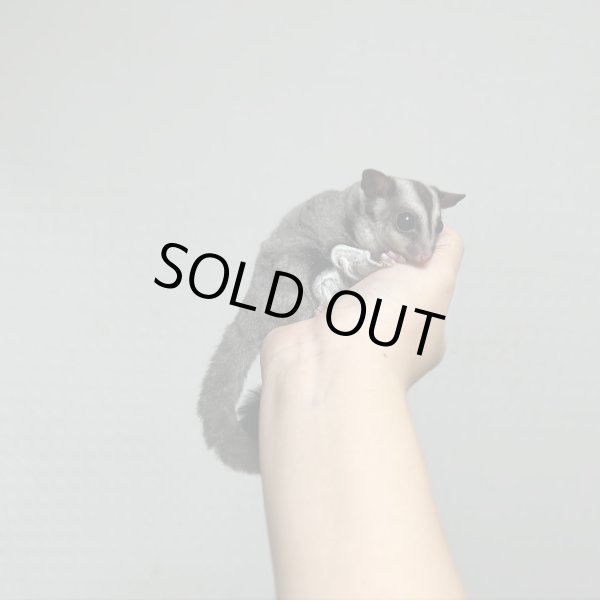 画像2: フクロモモンガ　メス (2)