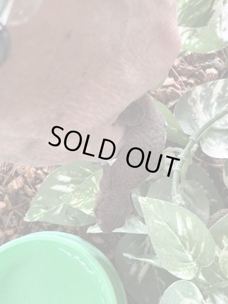 画像3: オオバクチヤモリ (3)