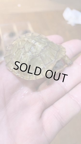 画像4: メキシコハコガメ (4)