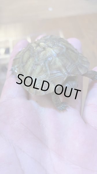 画像2: メキシコハコガメ (2)