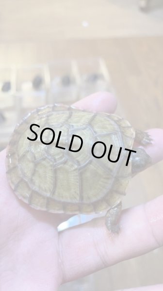 画像3: メキシコハコガメ (3)