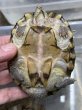 画像3: カブトニオイガメ　雄 (3)