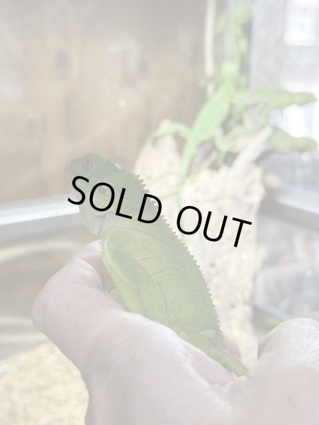 画像2: レッサーアンティルイグアナ (2)