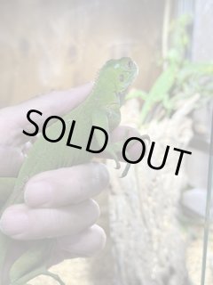 全商品 - terra (Page 3)