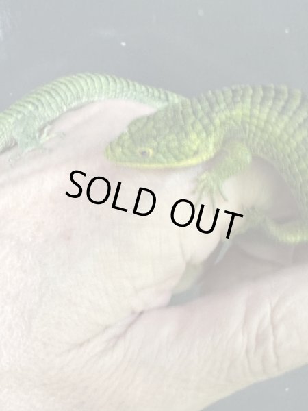 画像5: アブロニアグラミニア 雄 (5)