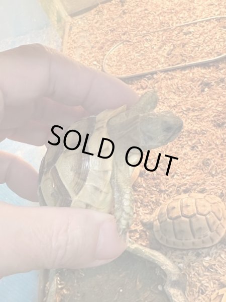 画像2: イベラギリシャリクガメ (2)