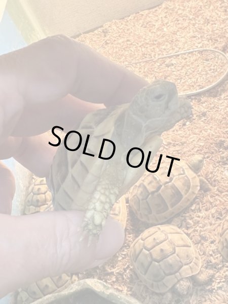 画像4: イベラギリシャリクガメ (4)