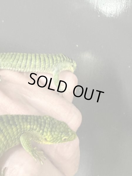 画像6: アブロニアグラミニア 雄 (6)