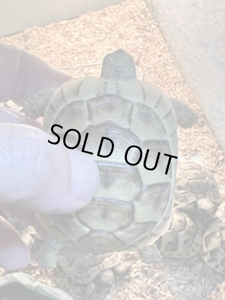 画像3: イベラギリシャリクガメ (3)