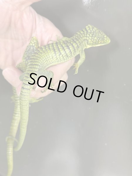 画像2: アブロニアグラミニア 雄 (2)