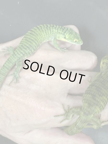 画像7: アブロニアグラミニア 雄 (7)