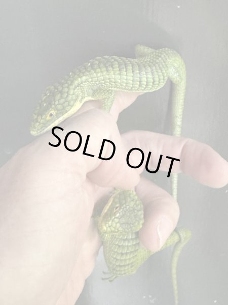 画像3: アブロニアグラミニア 雄 (3)