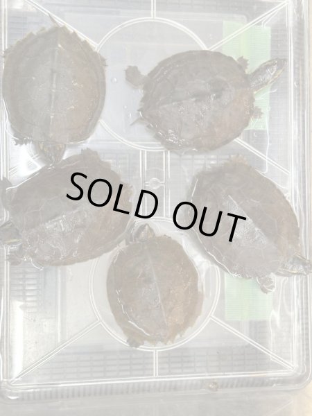 画像4: ムツイタガメ　安心サイズ (4)