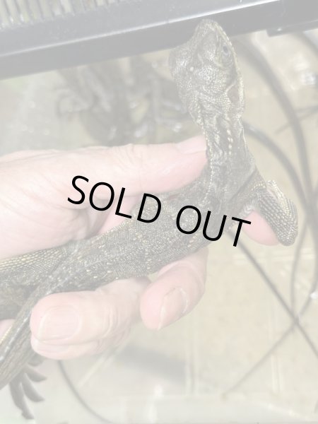 画像3: セレベンシスホカケトカゲ　安心サイズ (3)