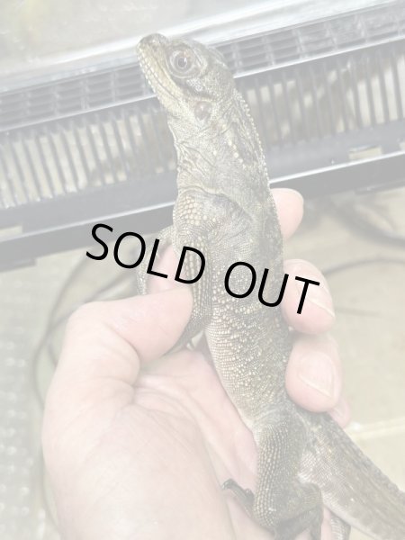 画像2: セレベンシスホカケトカゲ　安心サイズ (2)