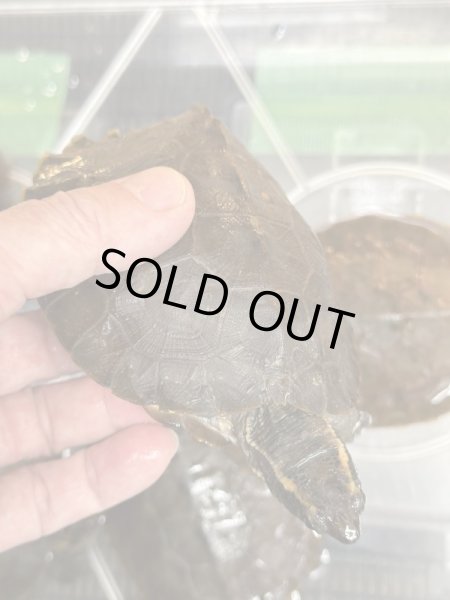 画像3: ムツイタガメ　安心サイズ (3)