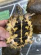 画像2: ムツイタガメ　安心サイズ (2)