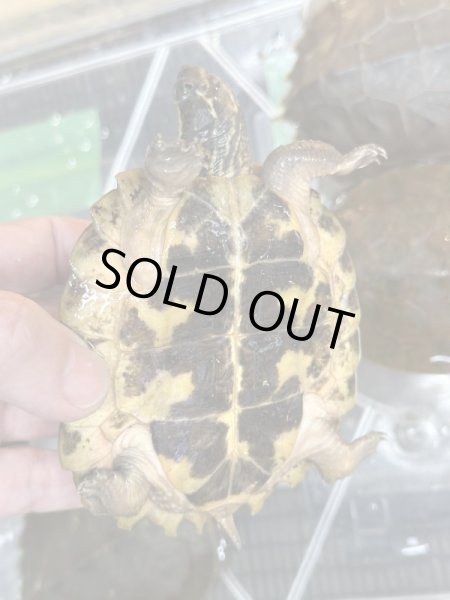 画像2: ムツイタガメ　安心サイズ (2)