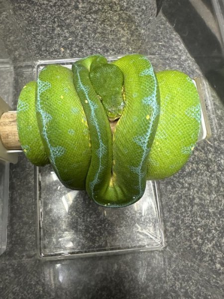 画像2: グリーンツリーパイソン　ジャヤプラ(ペアOK) (2)