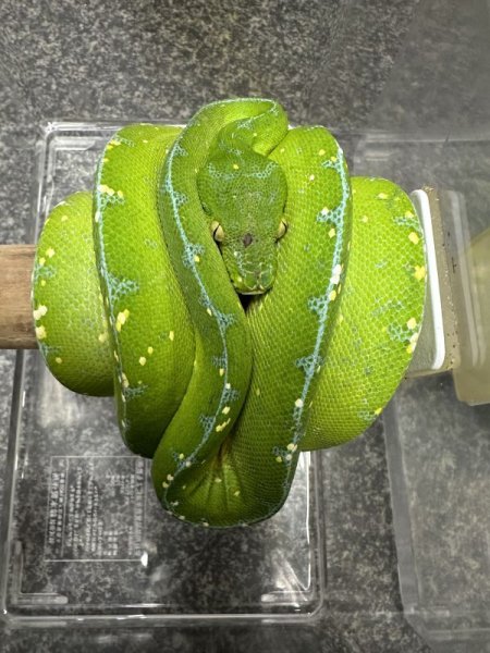 画像3: グリーンツリーパイソン　ジャヤプラ(ペアOK) (3)