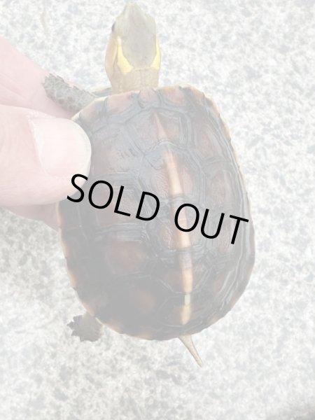 画像2: 安徽省産セマルハコガメ(黄山ファーム) (2)