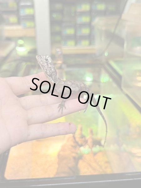 画像3: エリマキトカゲ　ベビー (3)