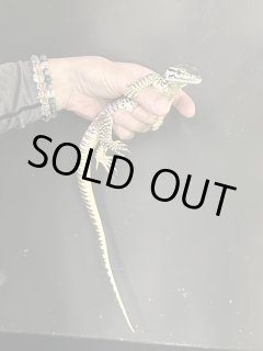 全商品 - terra (Page 3)