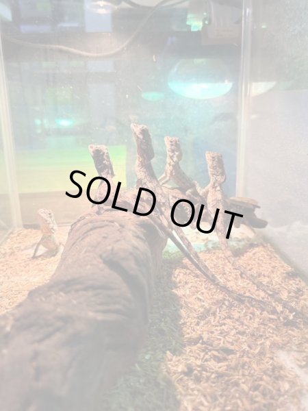 画像2: エリマキトカゲ　ベビー (2)