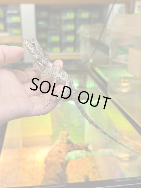 画像4: エリマキトカゲ　ベビー (4)